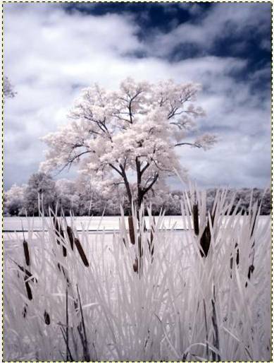 FALSE COLOR INFRARED TUTORIAL FOR GIMP - Kolari Vision