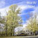 Thumbnail of BlueNDVI