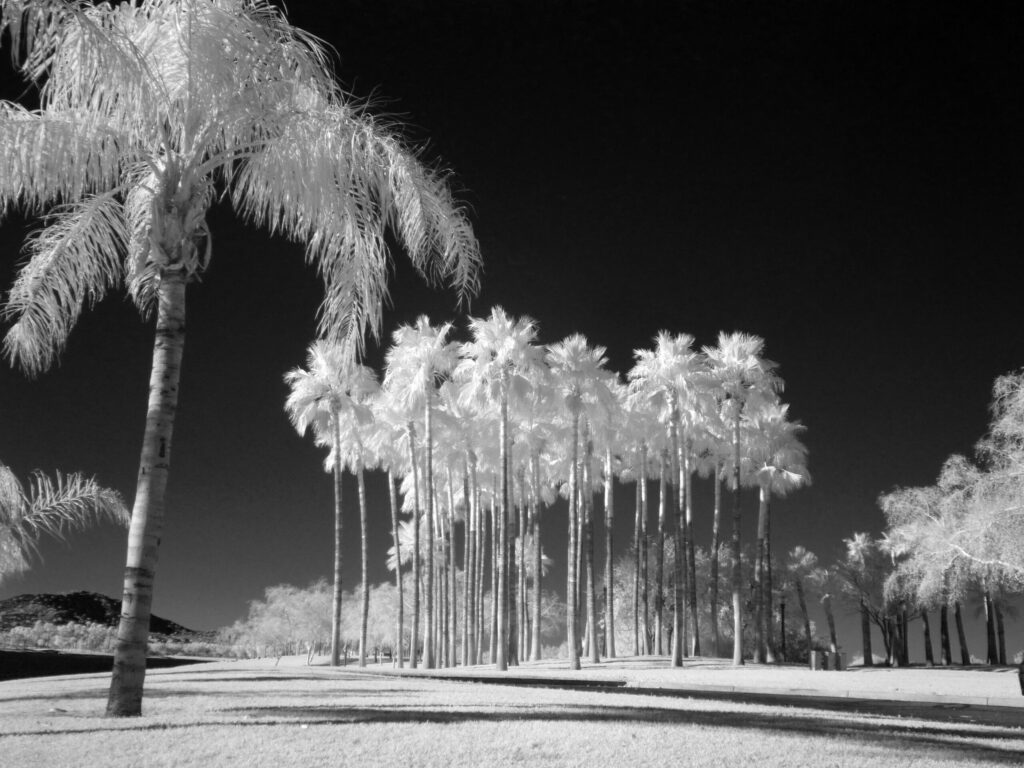 P1000316bw