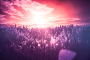 red sun purple dream