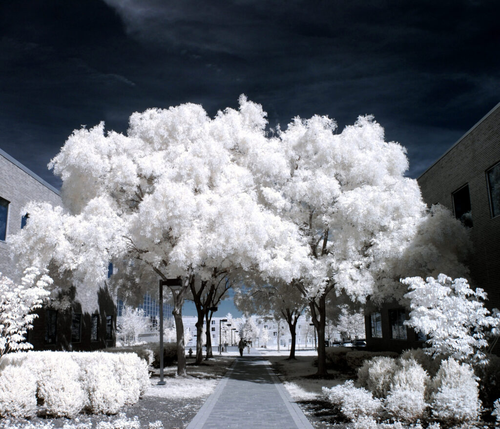 ir photography white leaves