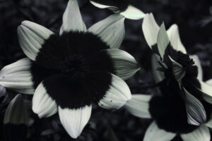 50 Nikon d f 11 macro U360 3 scaled