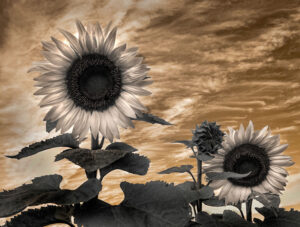 ir sunflowers Edit