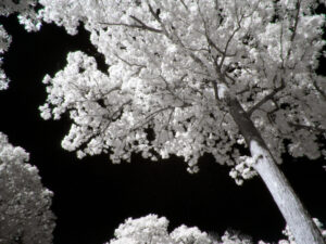 ZS40 Example shot scaled