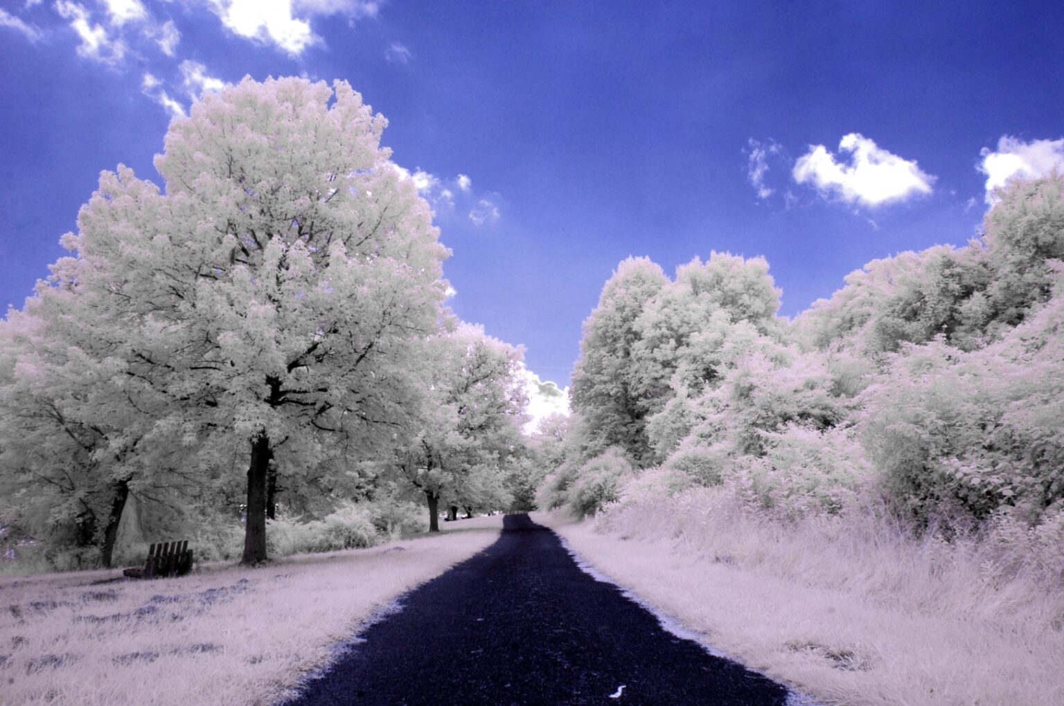 Nikon infrared conversion