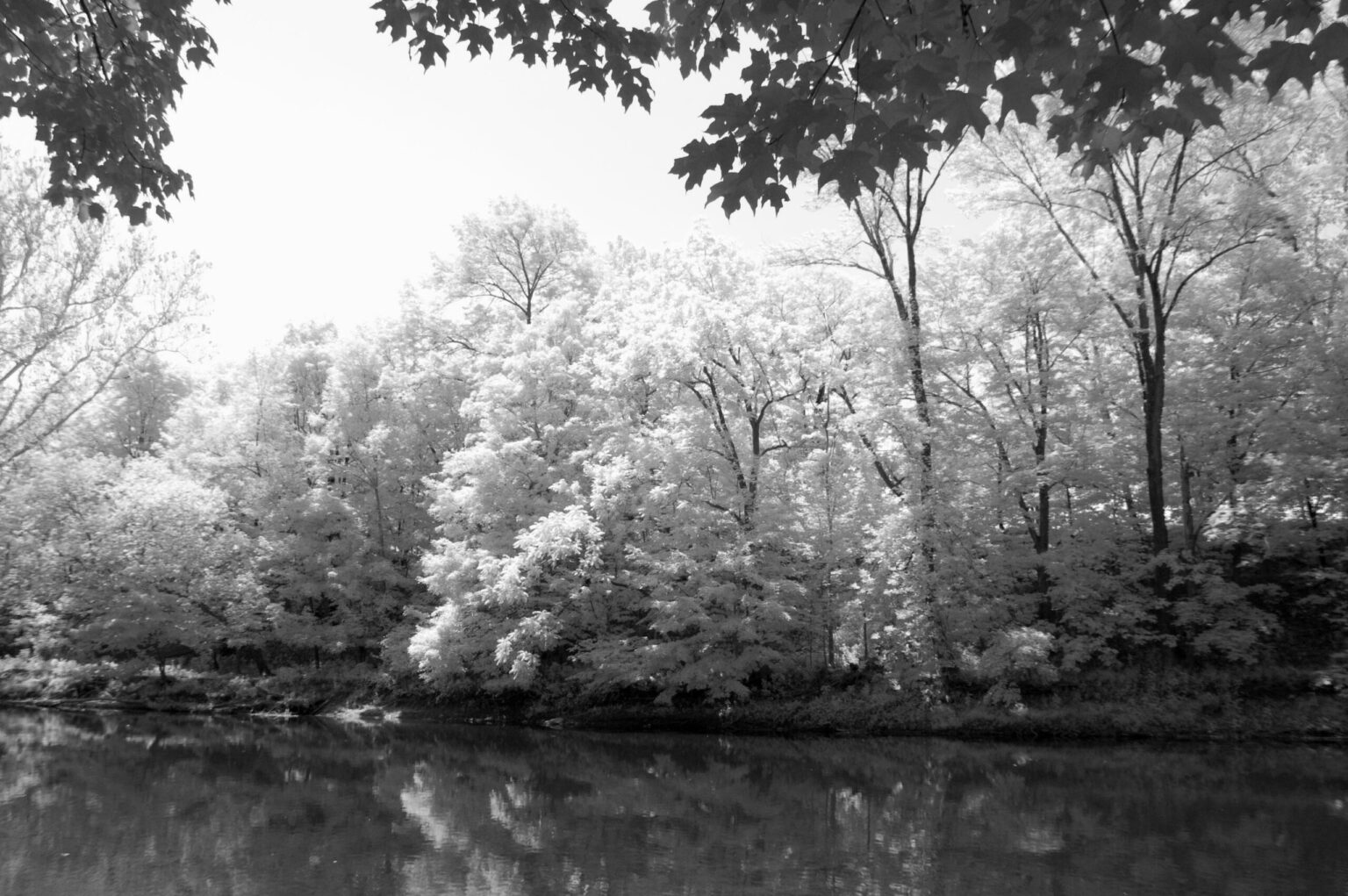 Nikon infrared conversion