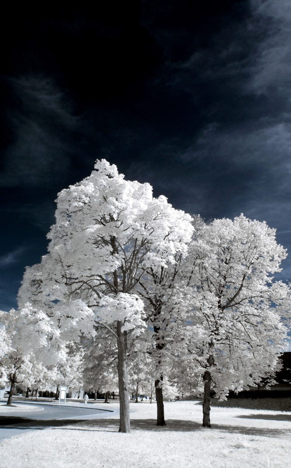 Nikon infrared conversion