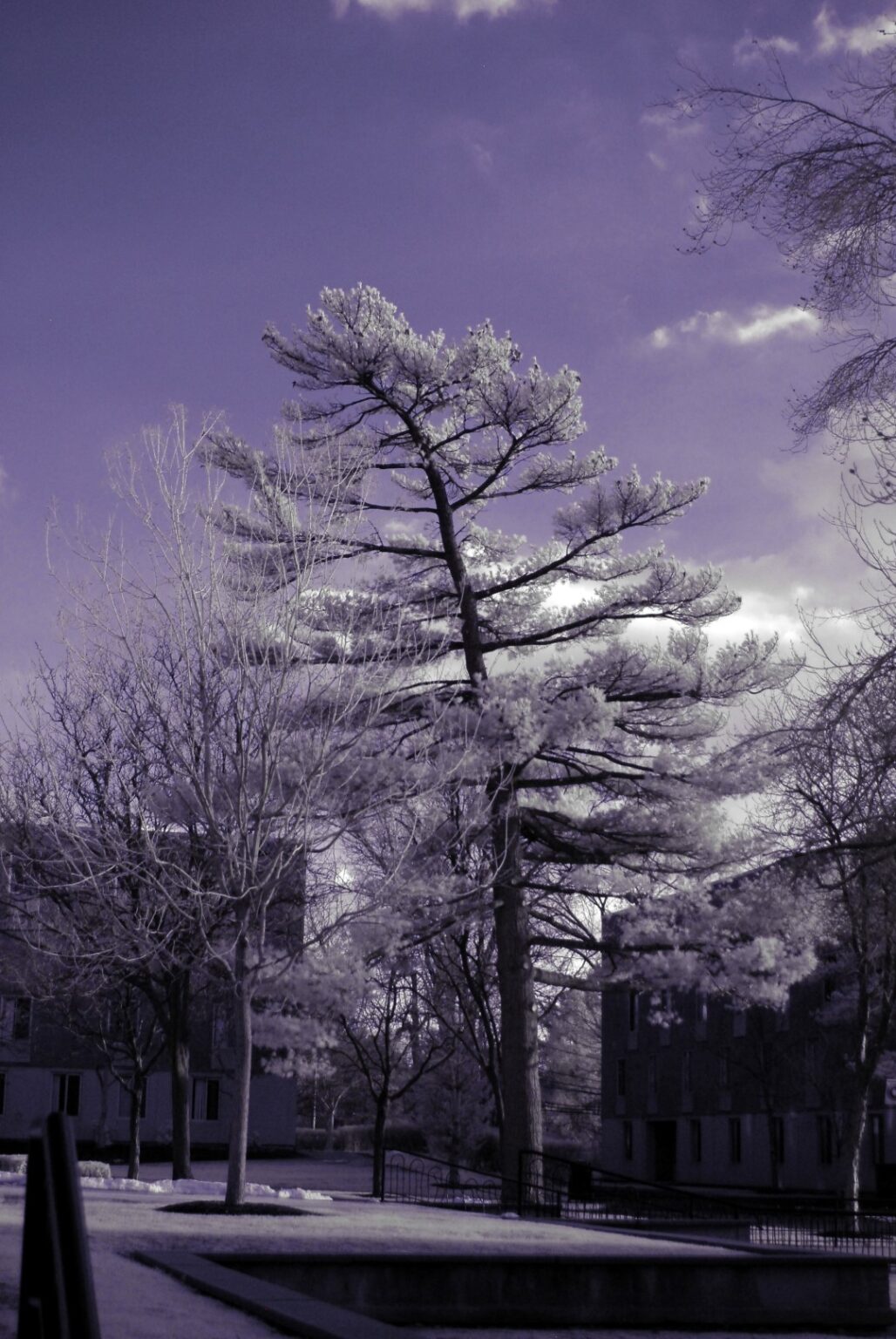 Nikon infrared conversion