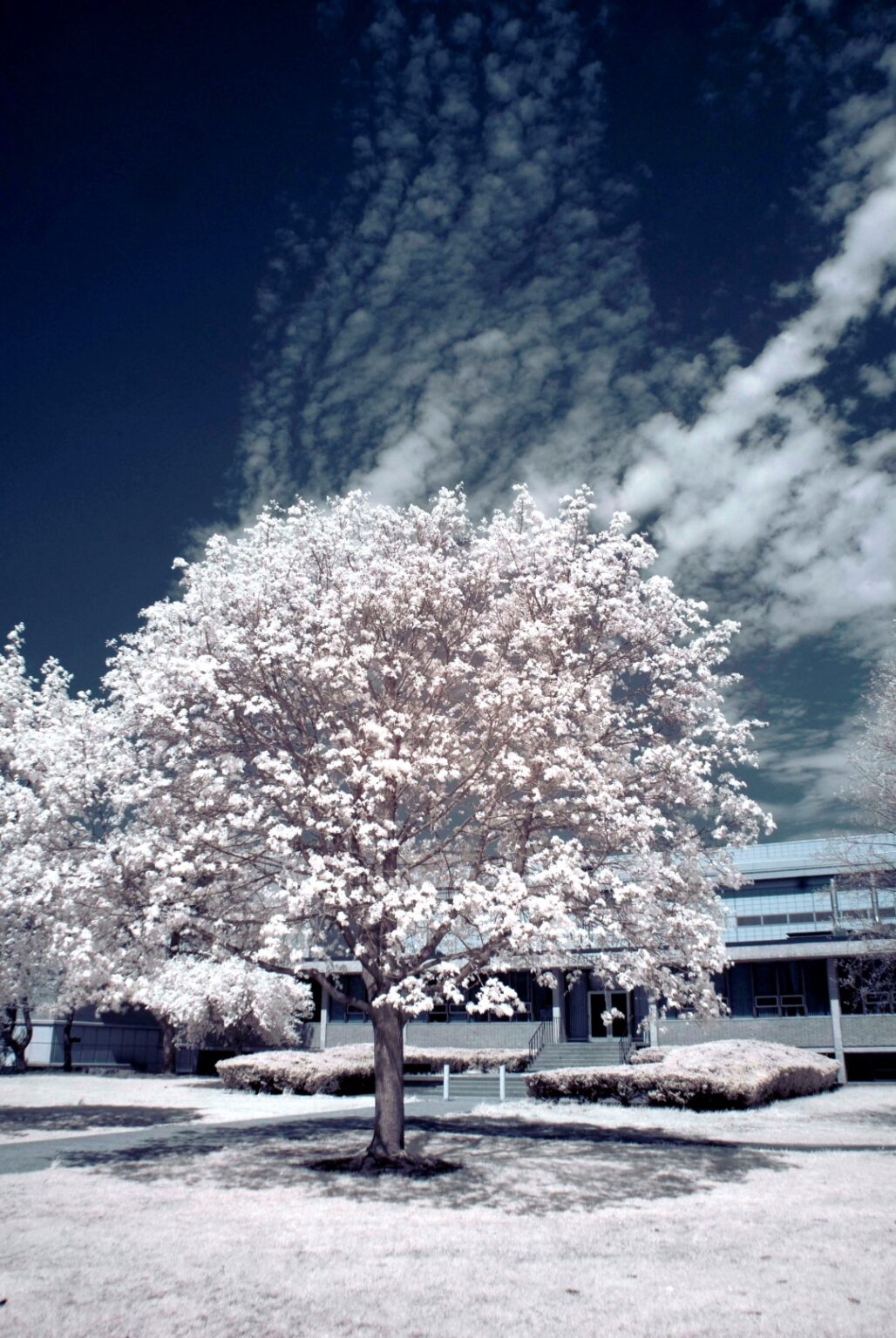 Sony infrared conversion
