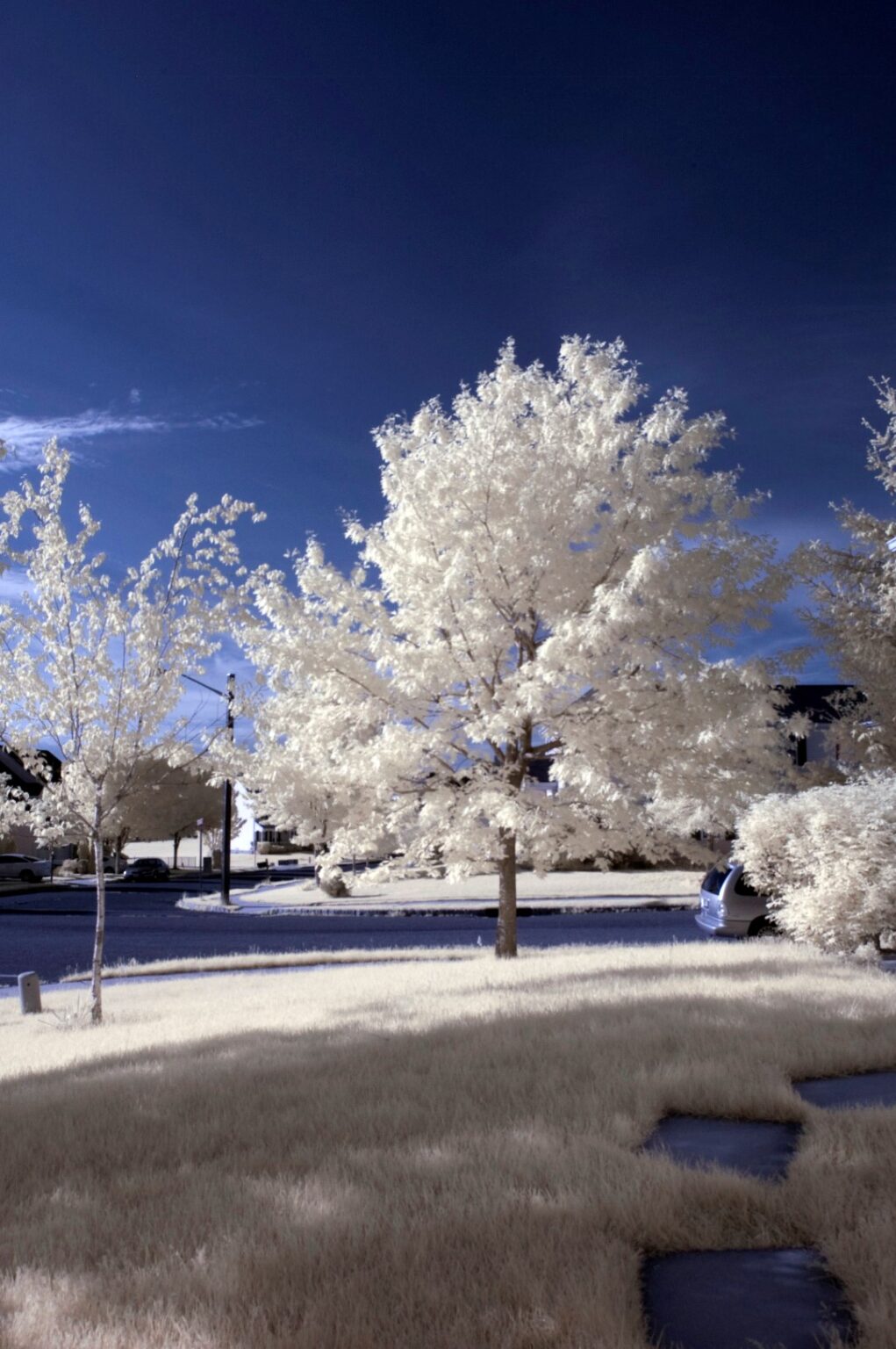 Nikon infrared conversion