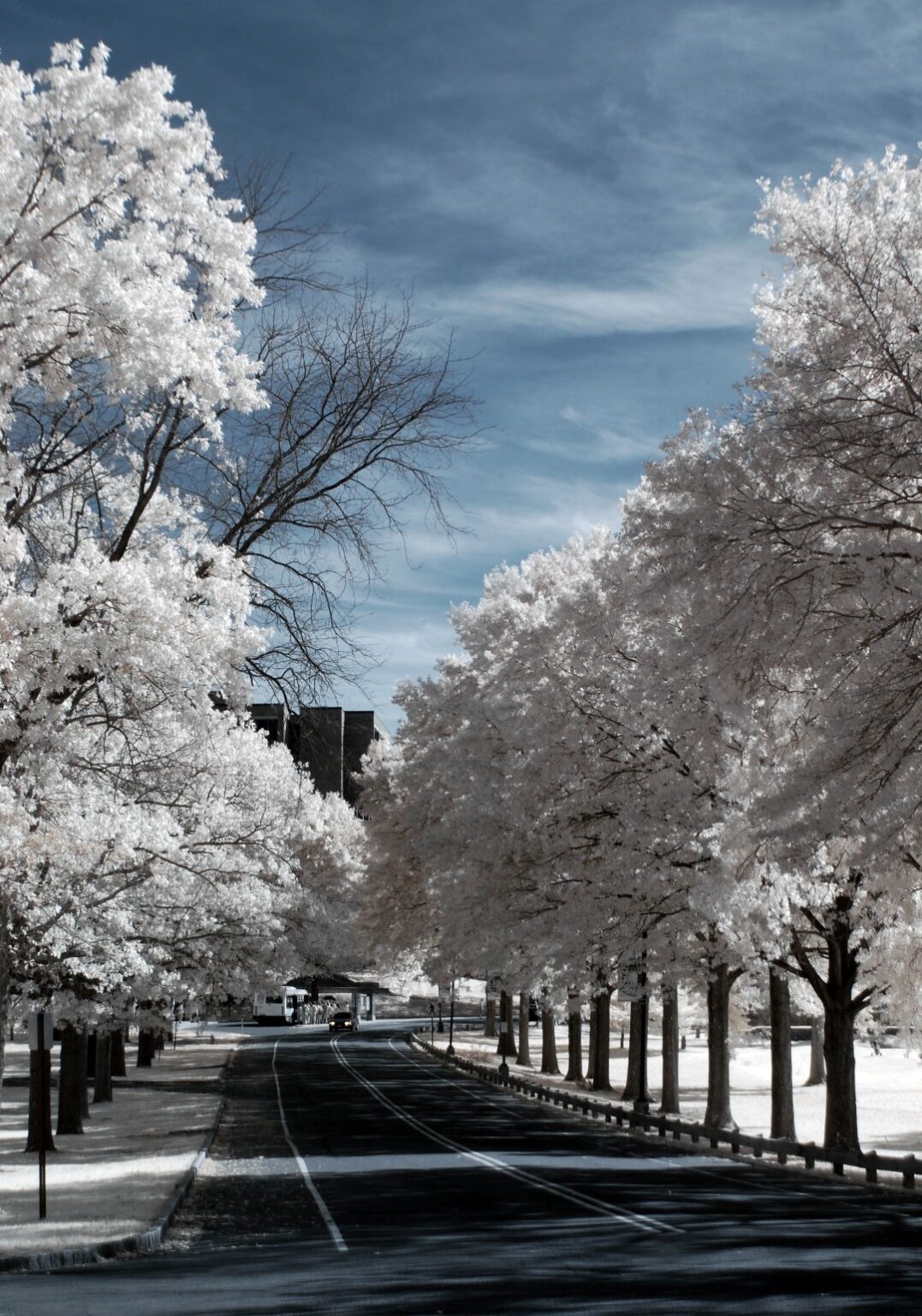 Nikon infrared conversion