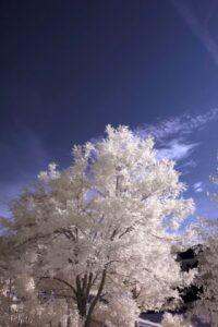 Nikon infrared conversion