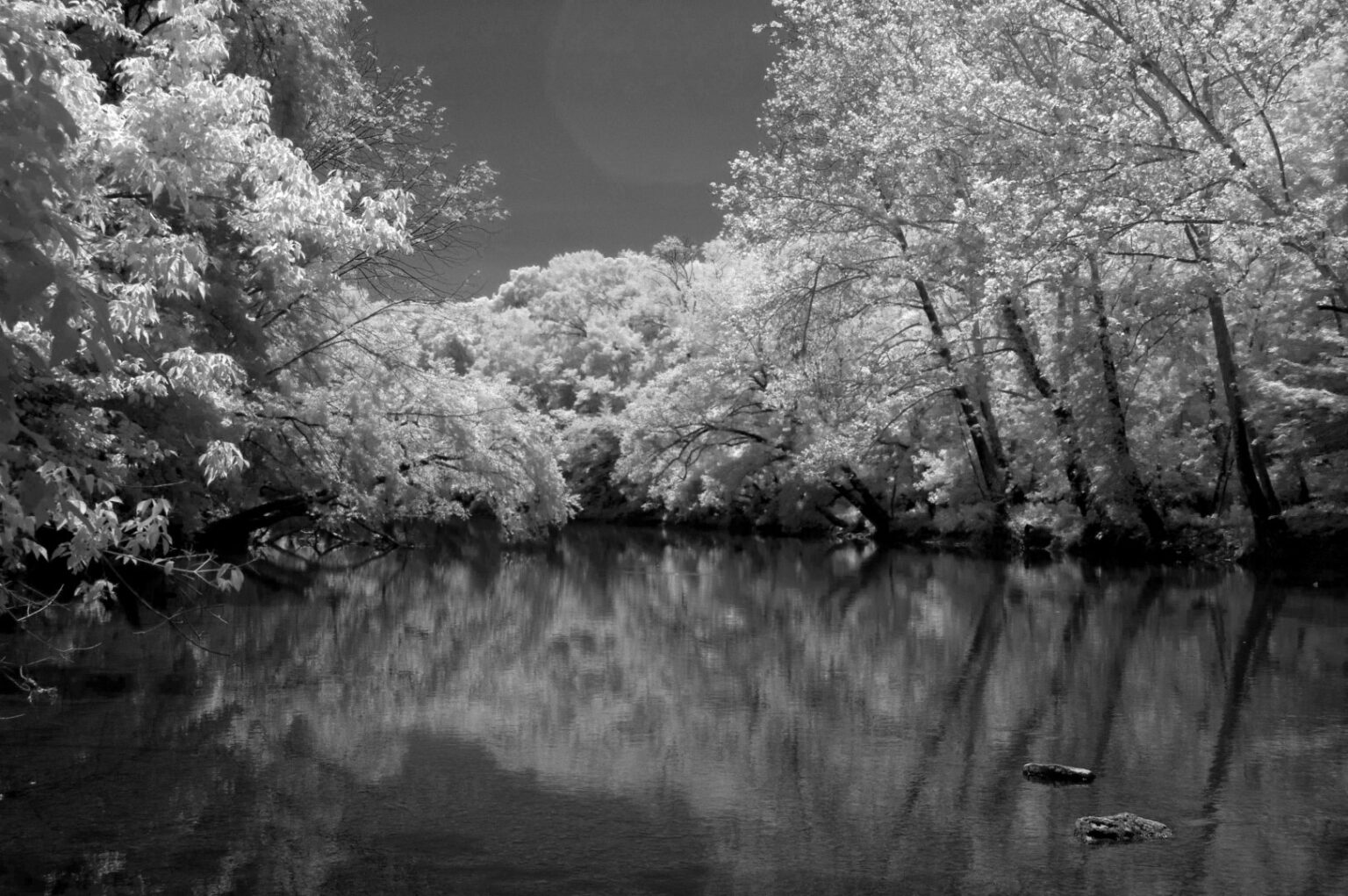Nikon infrared conversion