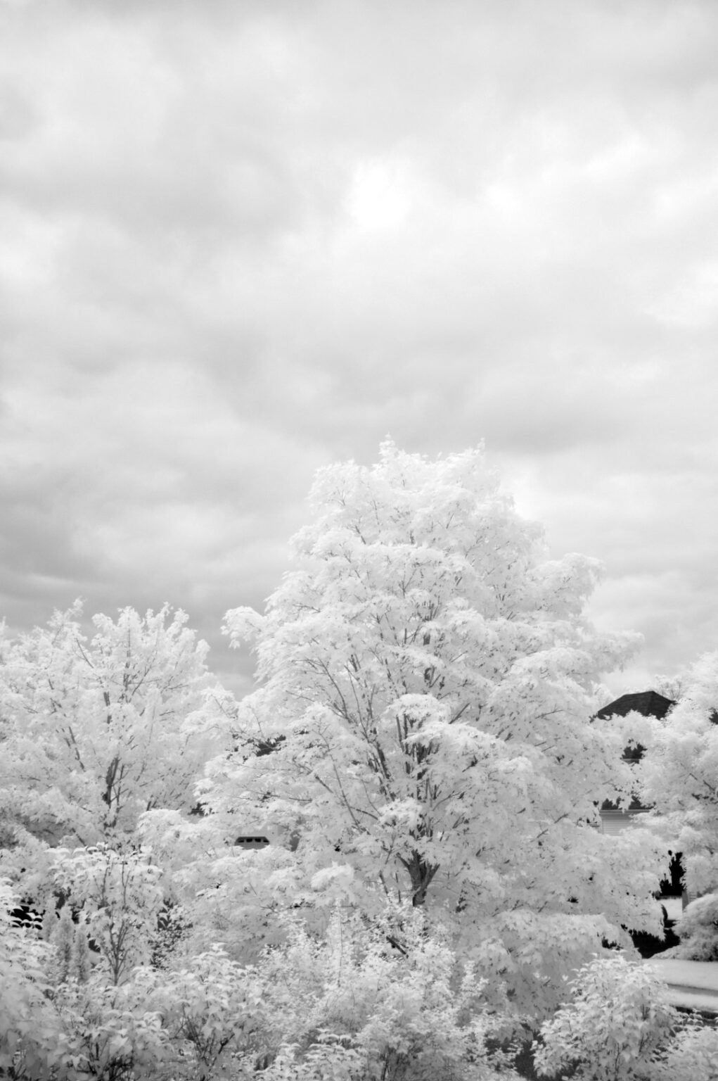 Nikon infrared conversion