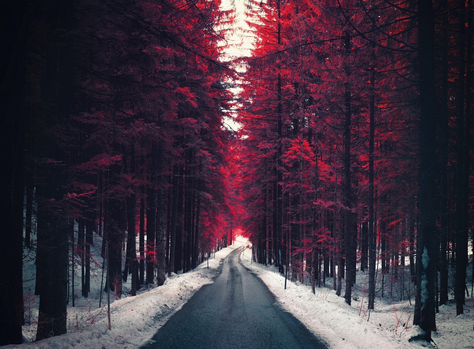 Nikon infrared conversion