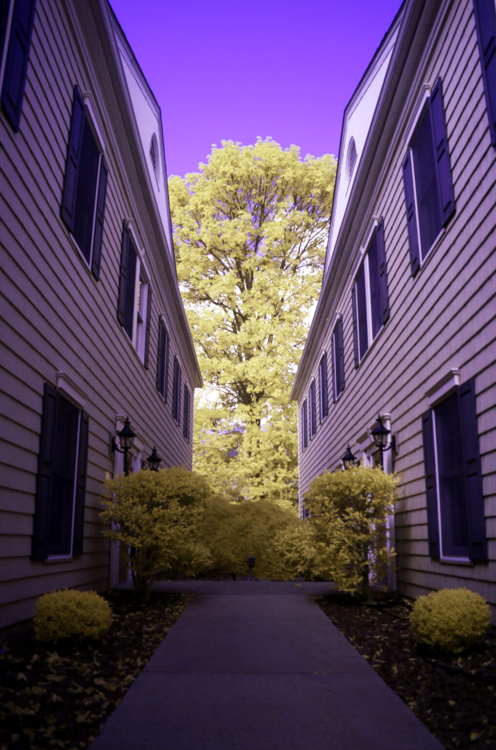 Canon T6I (750D) img_005 (NDVI Blue IR)