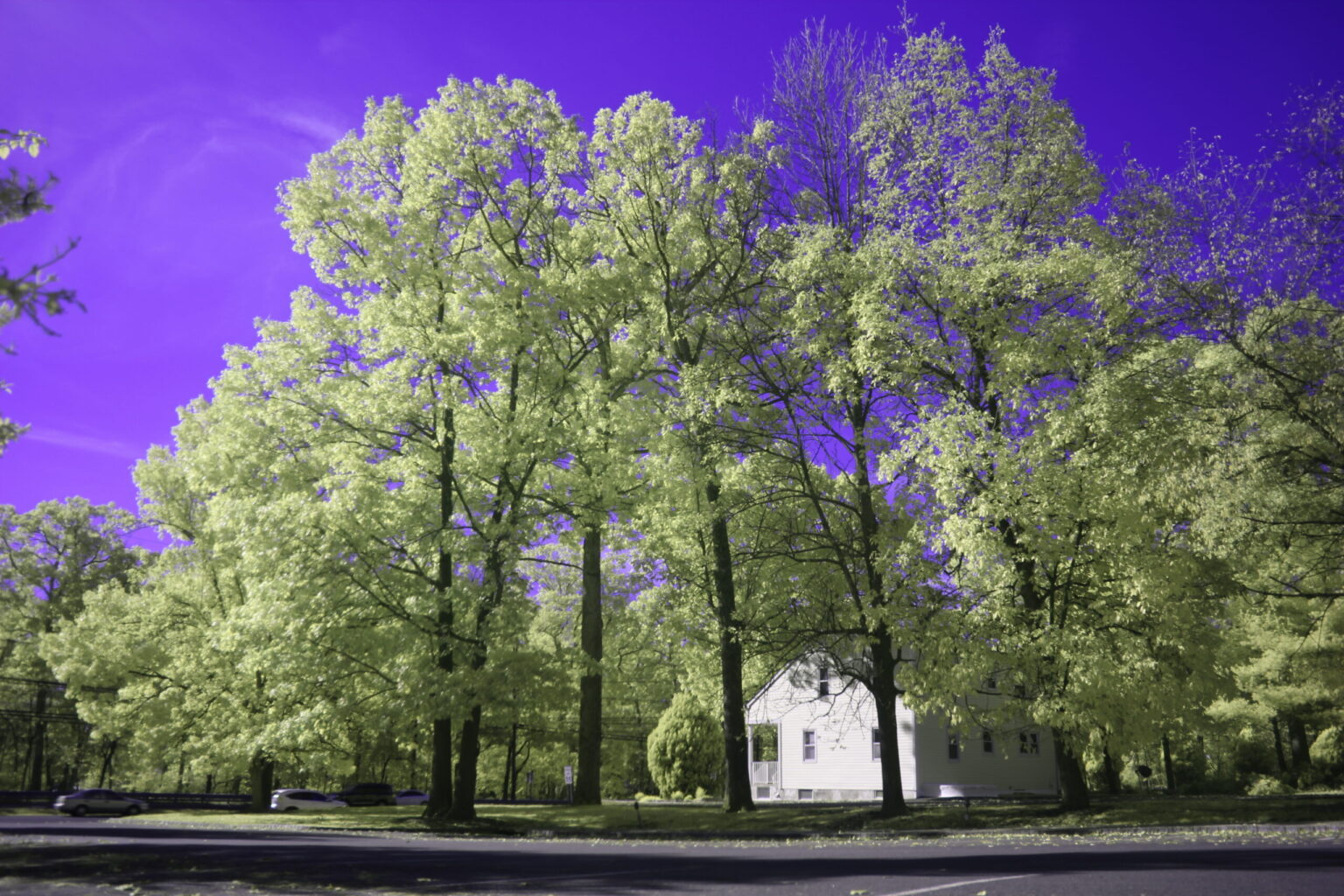 Canon T2I (550D) img 005 (NDVI Blue IR)