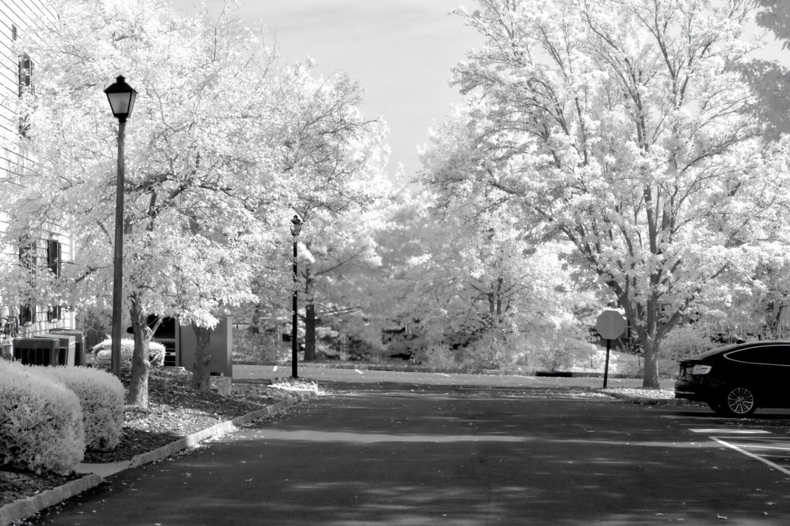 Nikon infrared conversion