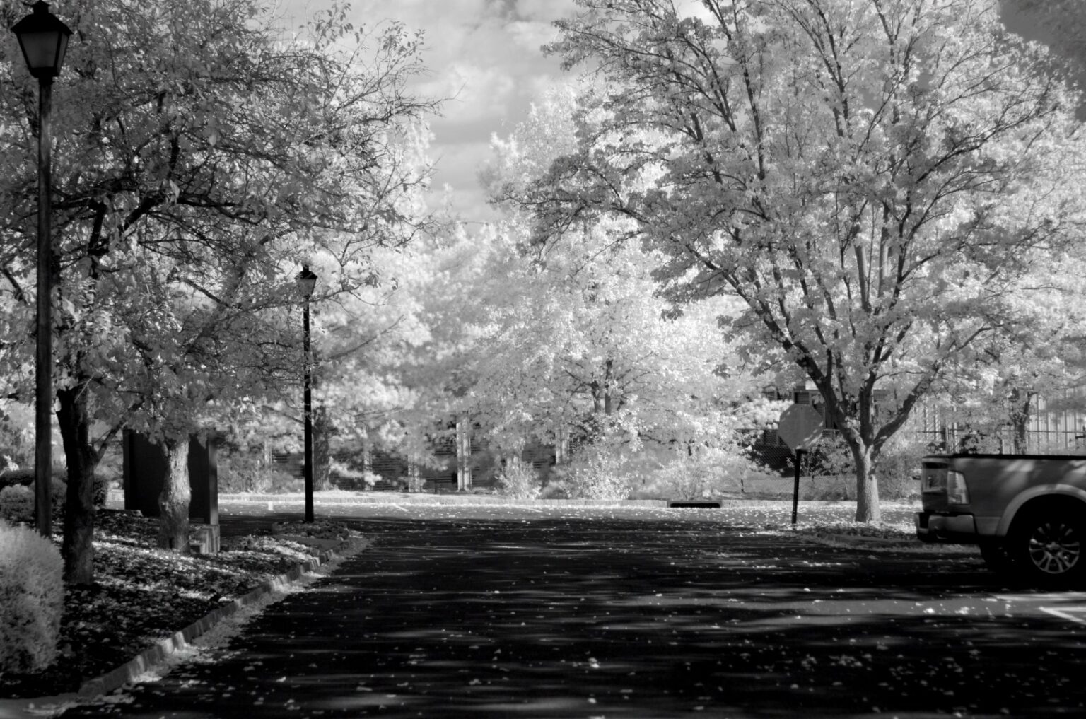 Nikon infrared conversion