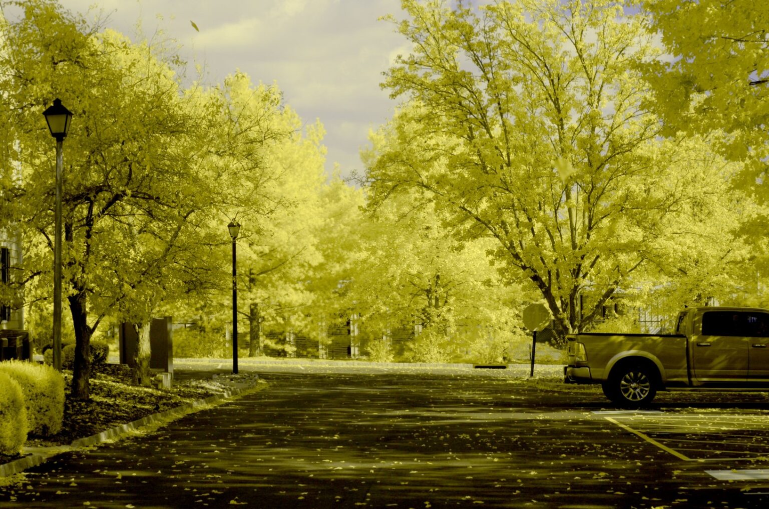 Nikon infrared conversion