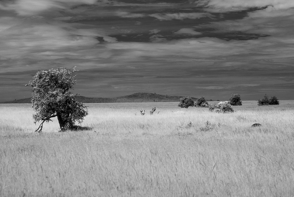 Nikon infrared conversion