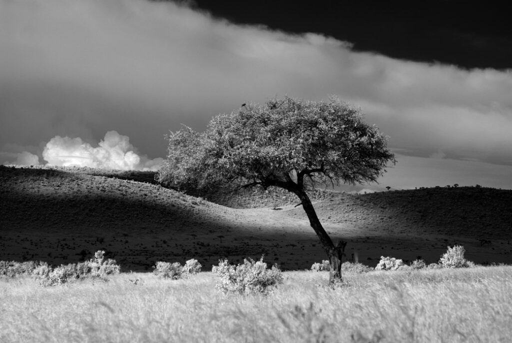 Nikon infrared conversion