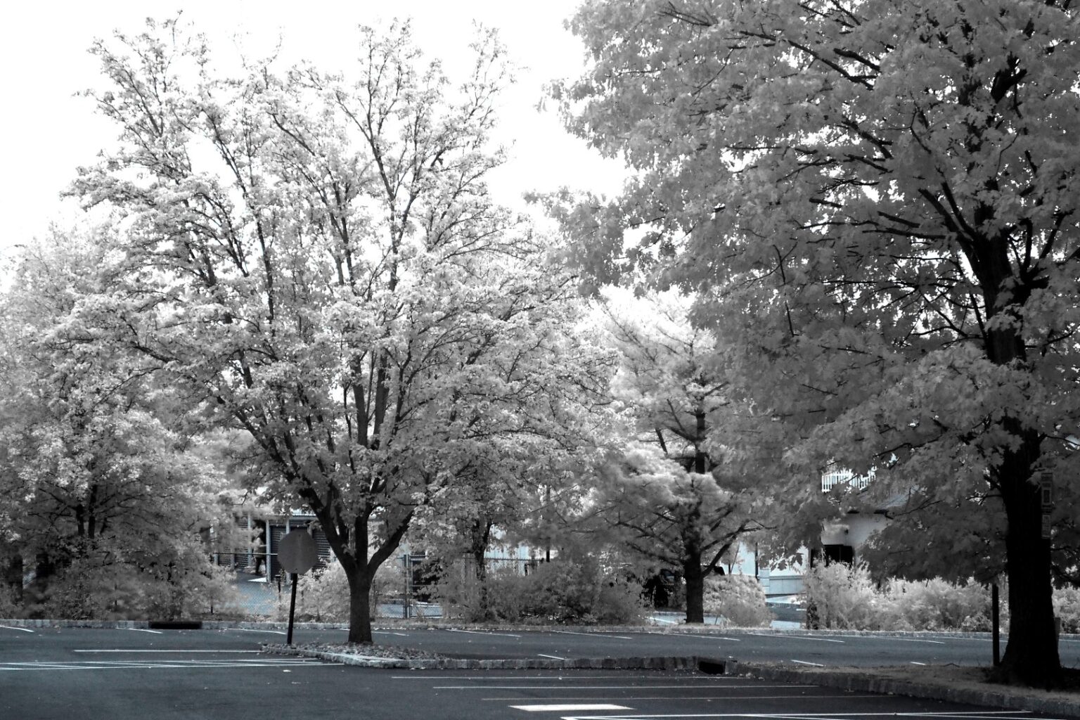 Olympus infrared conversion