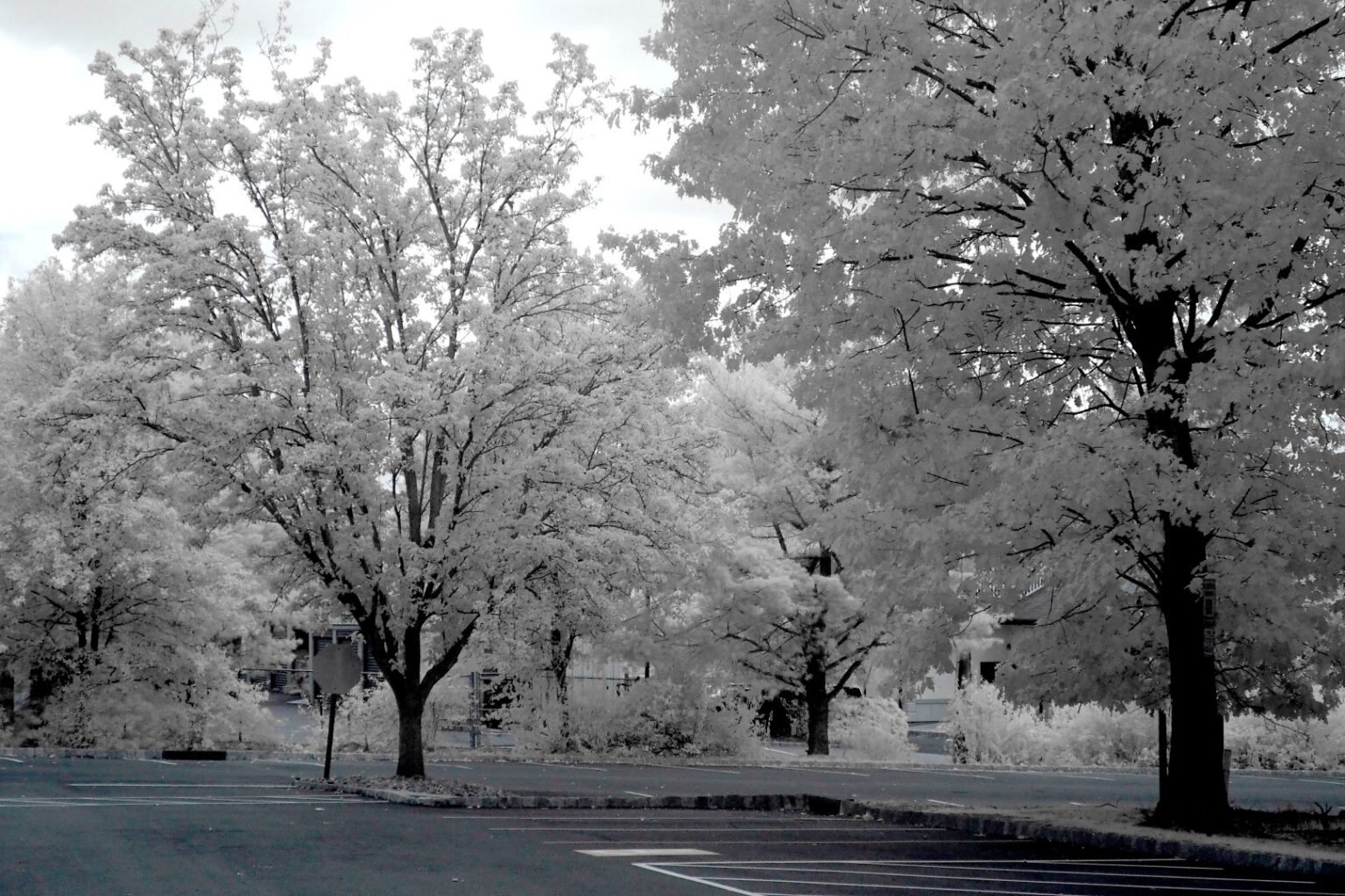 Olympus infrared conversion