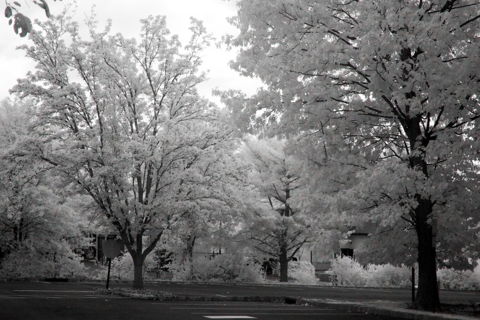 Olympus infrared conversion