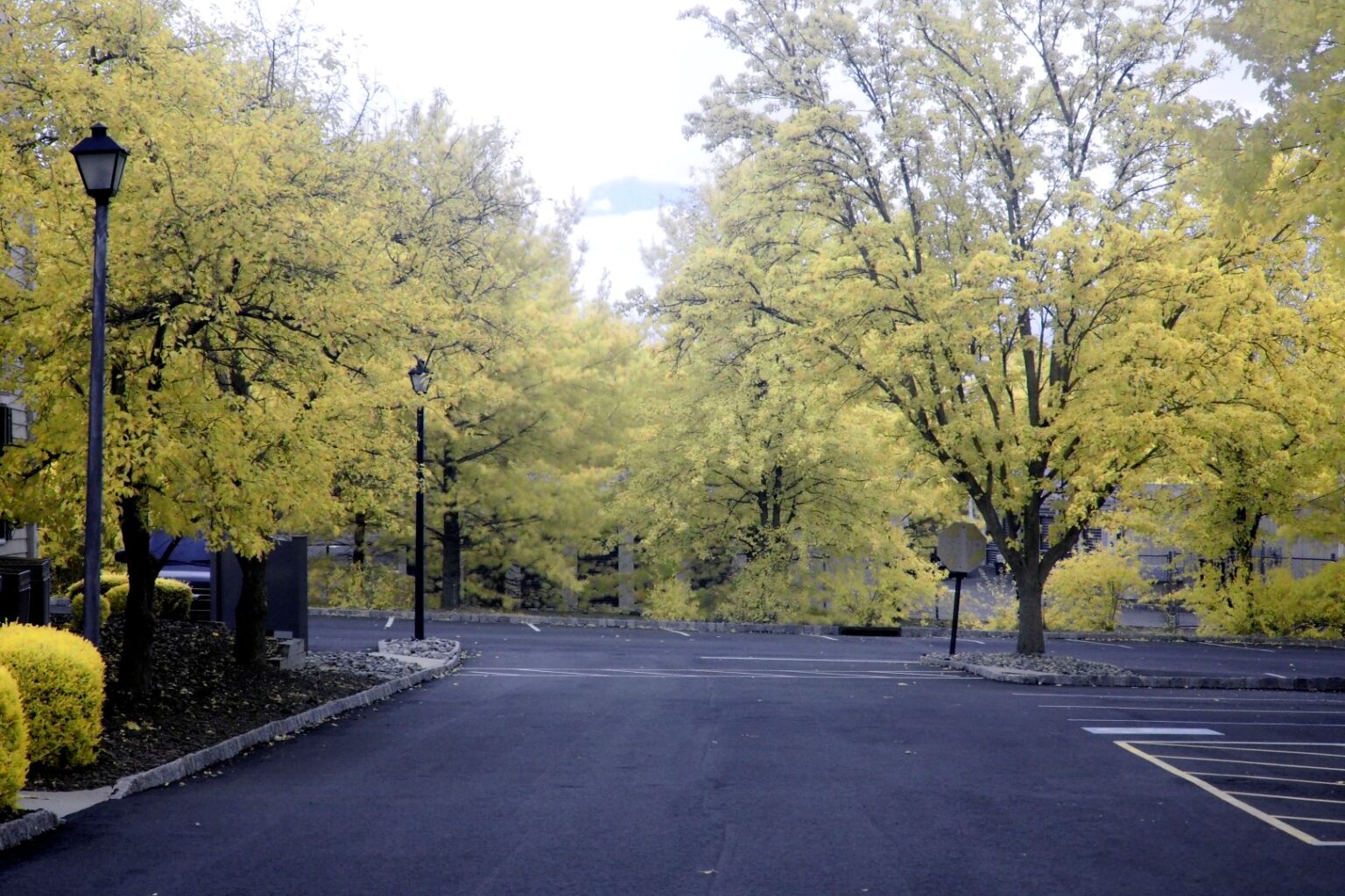 Olympus infrared conversion