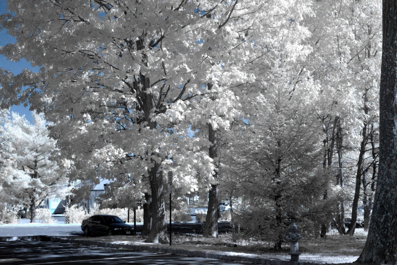 Nikon infrared conversion