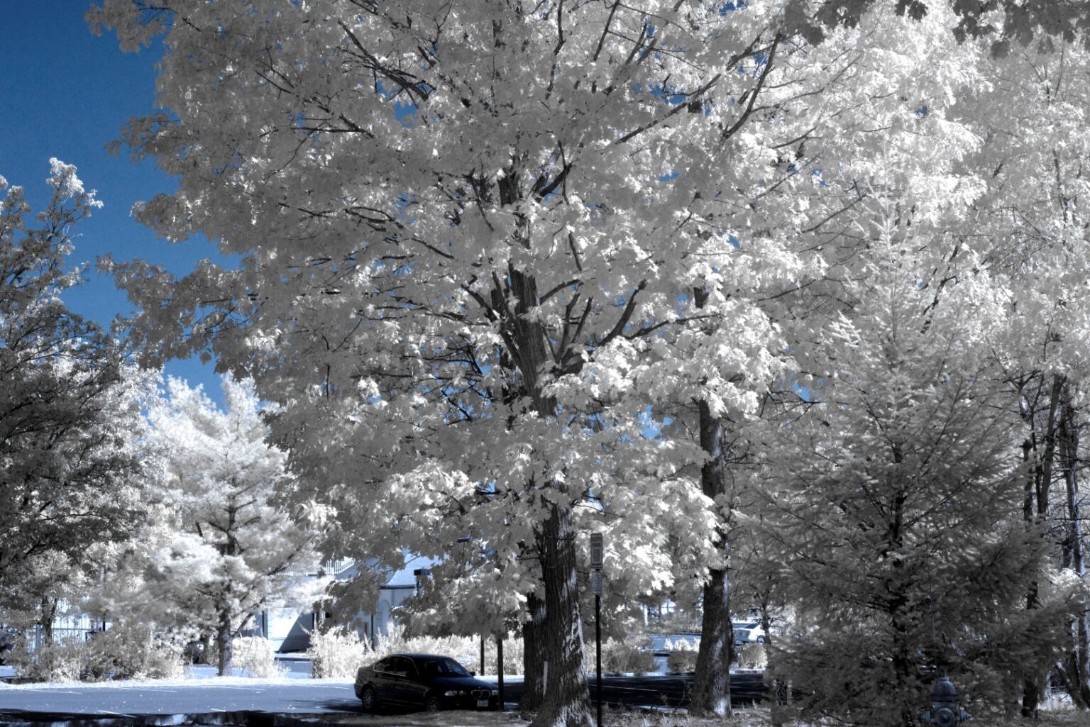 Nikon infrared conversion