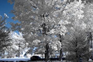 Nikon infrared conversion