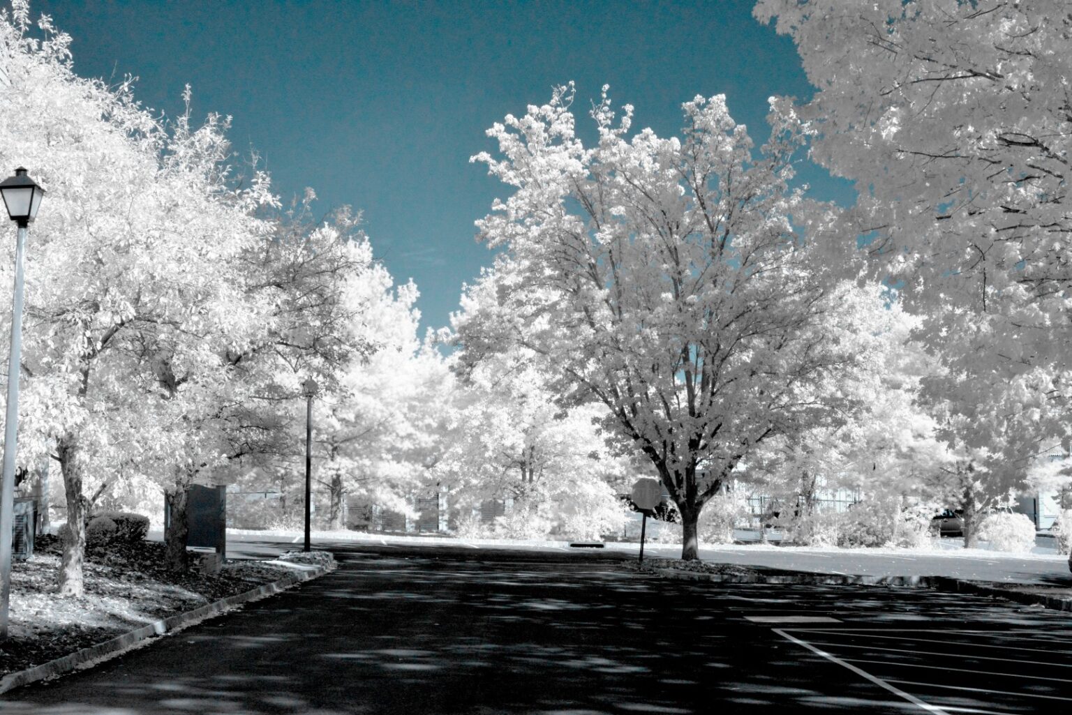 Nikon infrared conversion