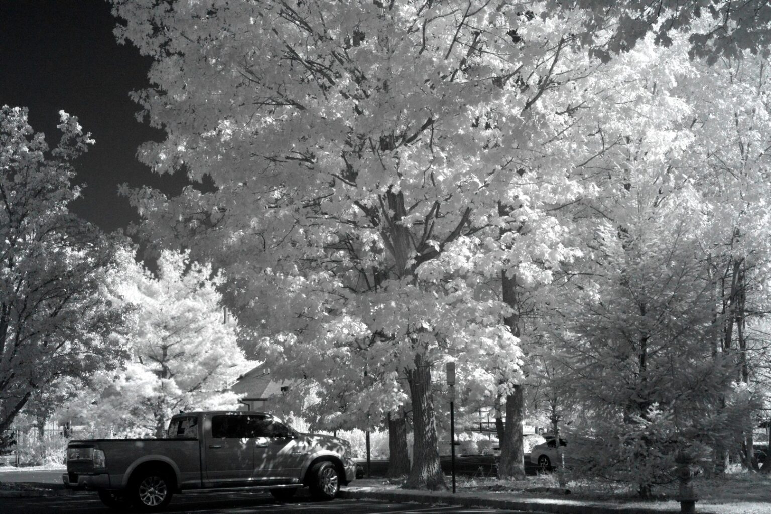 Nikon infrared conversion