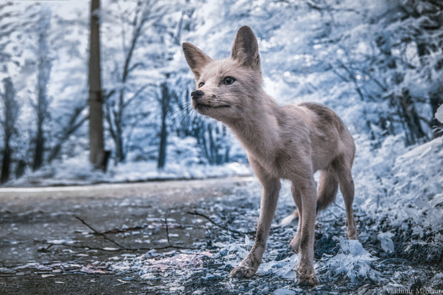 Sony infrared conversion