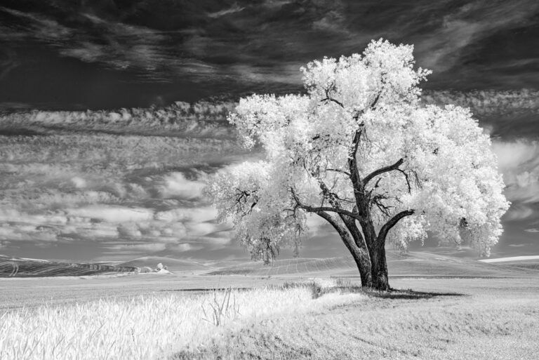 THE GUARDIANS_Penelope Taylor