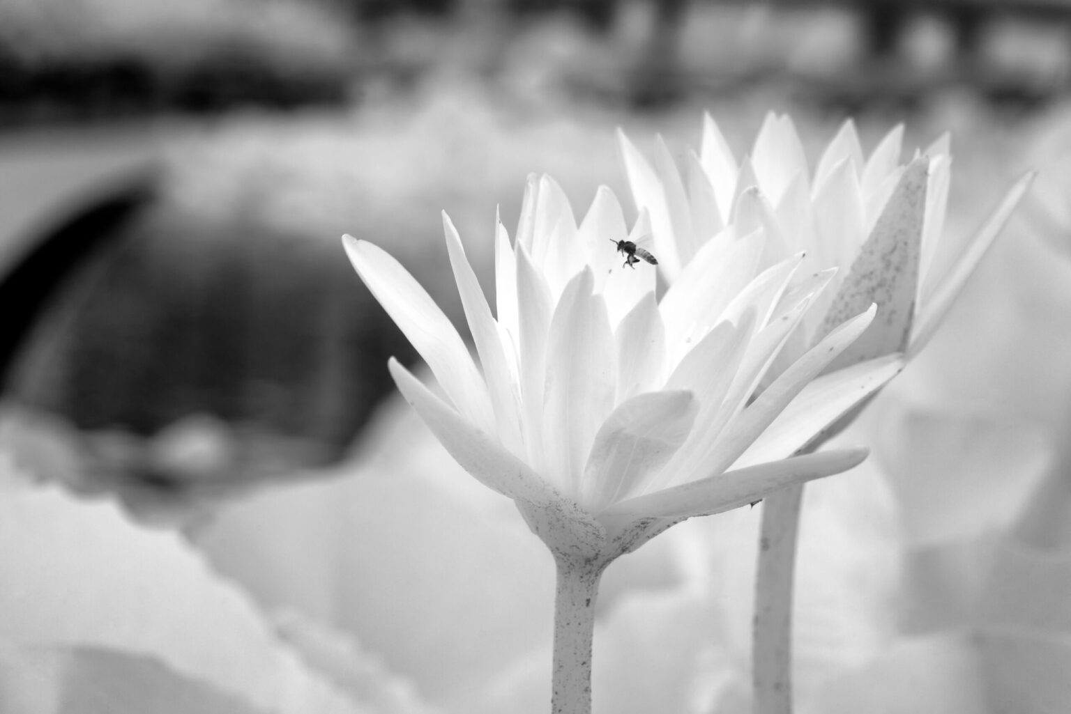 Sony infrared conversion