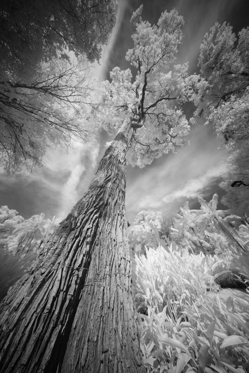 Sony infrared conversion