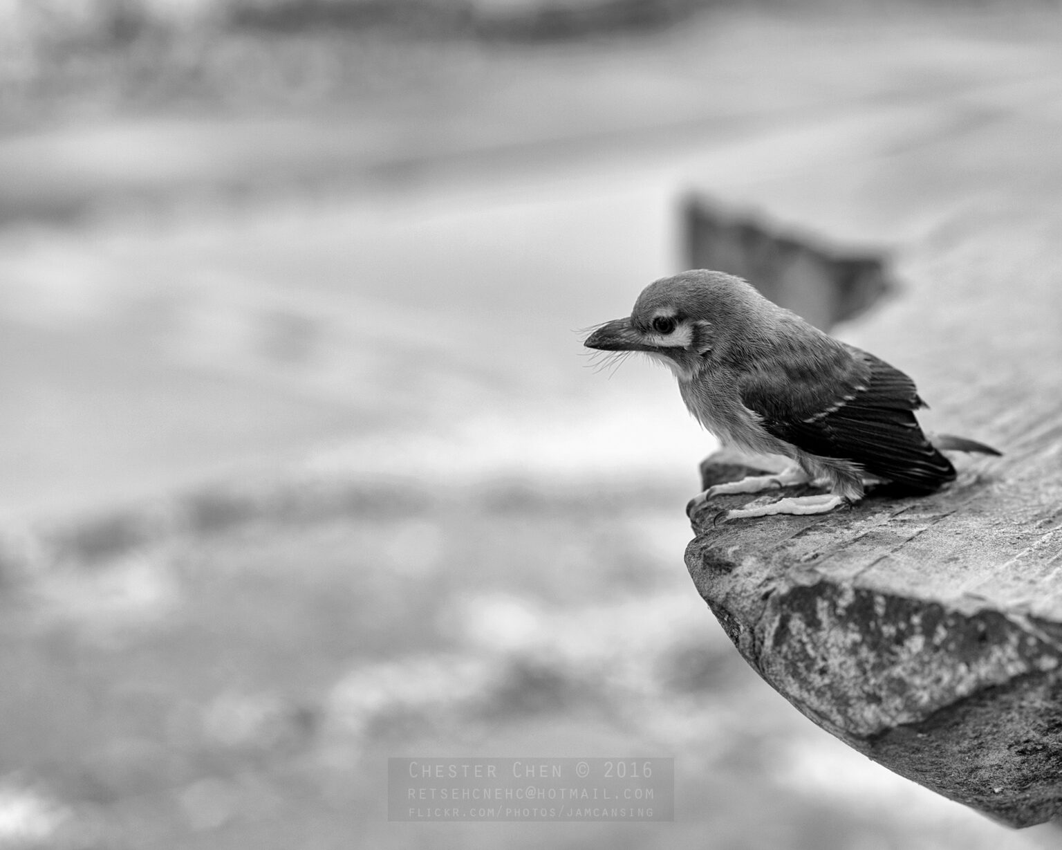 Sony infrared conversion
