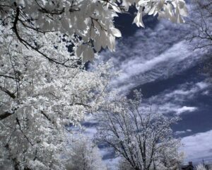 IMG 0004blue