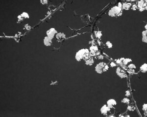 IMG 0007bw