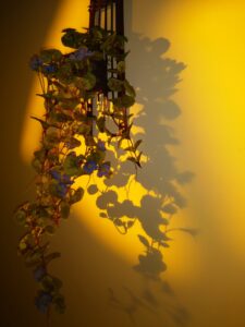 IMG 20170618 195308 scaled