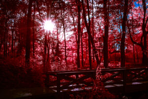 rays