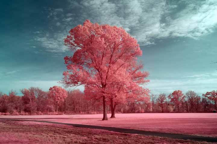 fujifilm infrared