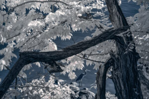 DebHennig AlongTheSusquehannaRiver Pic4