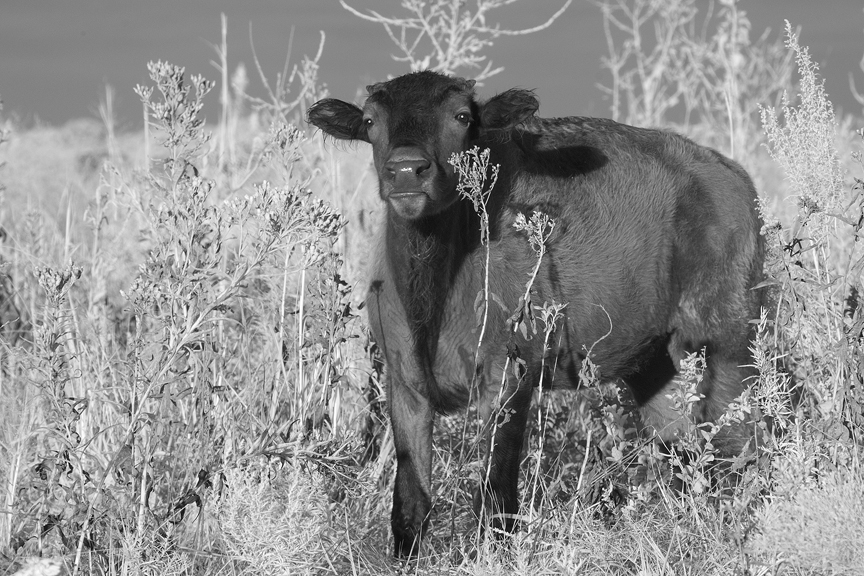 Bison bison IR0034