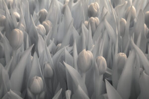 tulips scaled