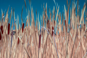 Cattails Blue Sky 550nm Kathleen Reed