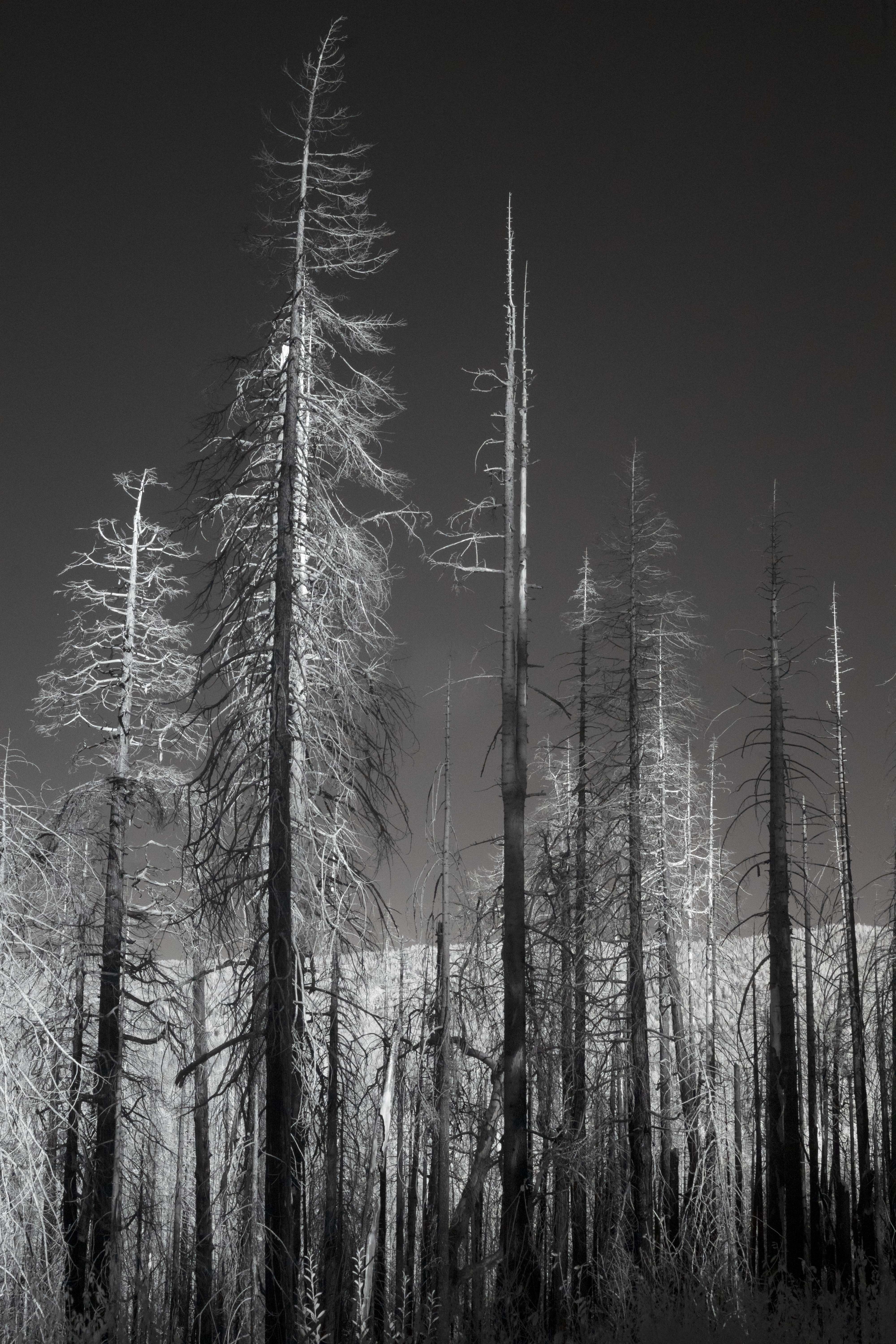 Burnt Trees Yosemite NP Kolari Vision